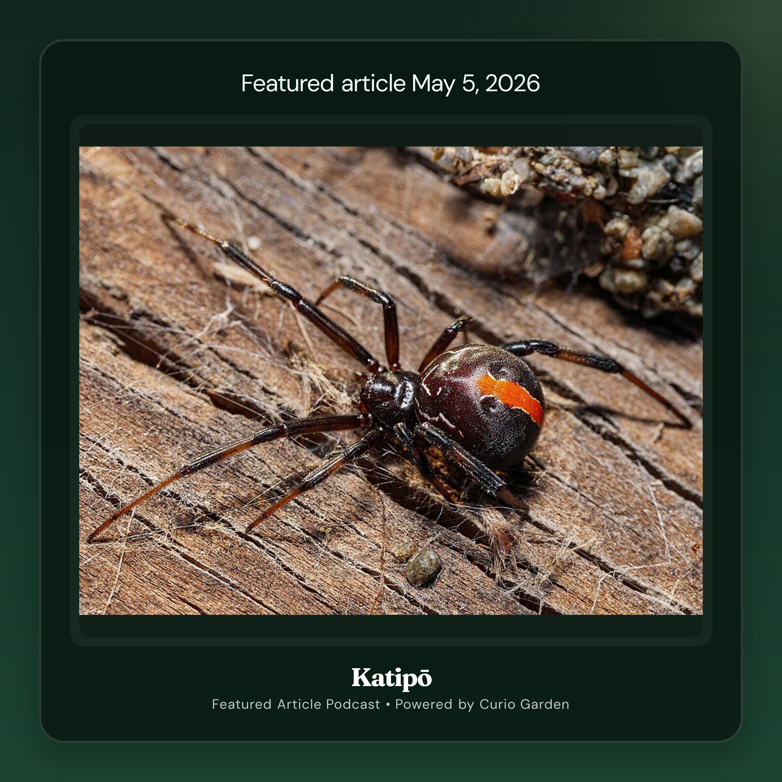 Artwork for Katipō
