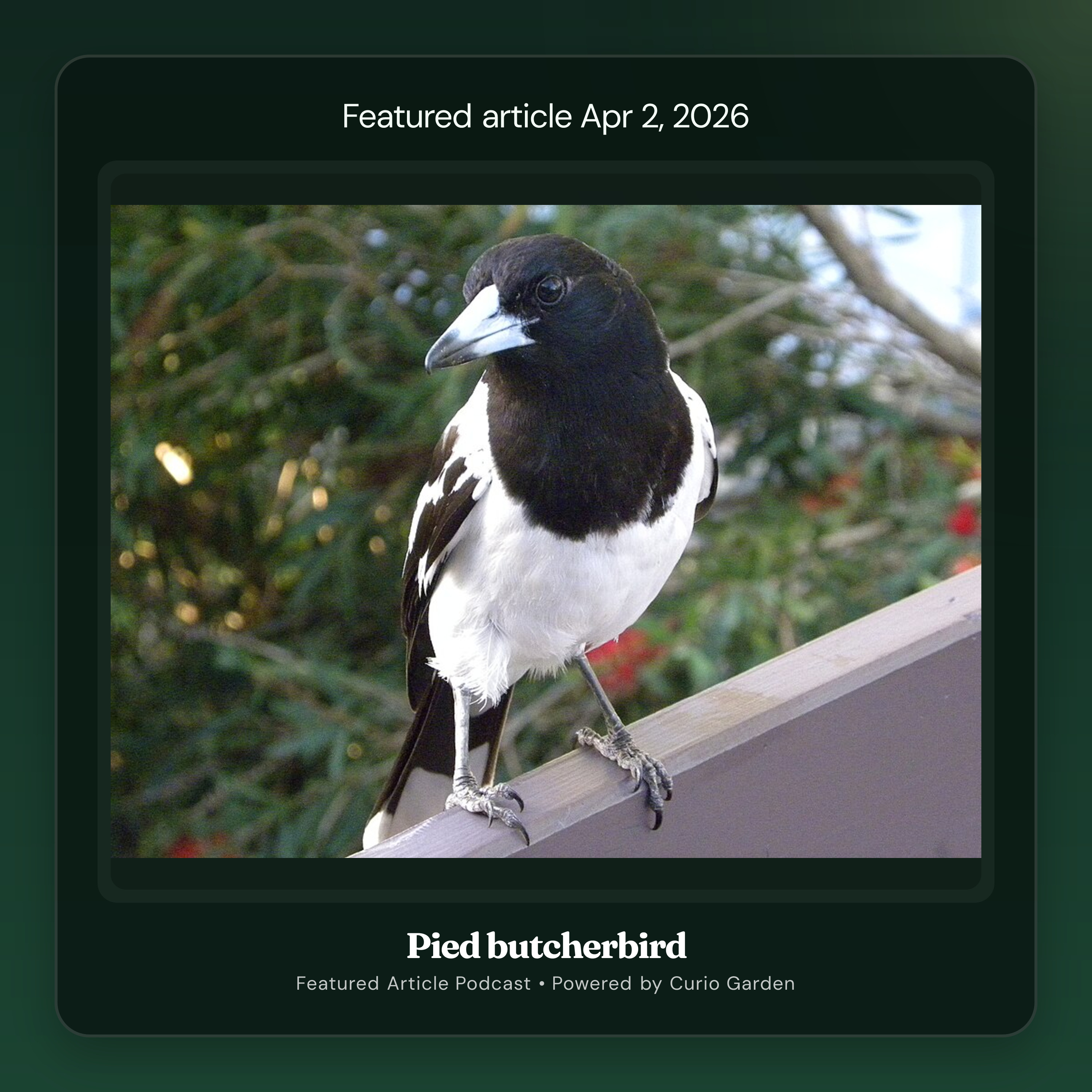 Artwork for Pied butcherbird