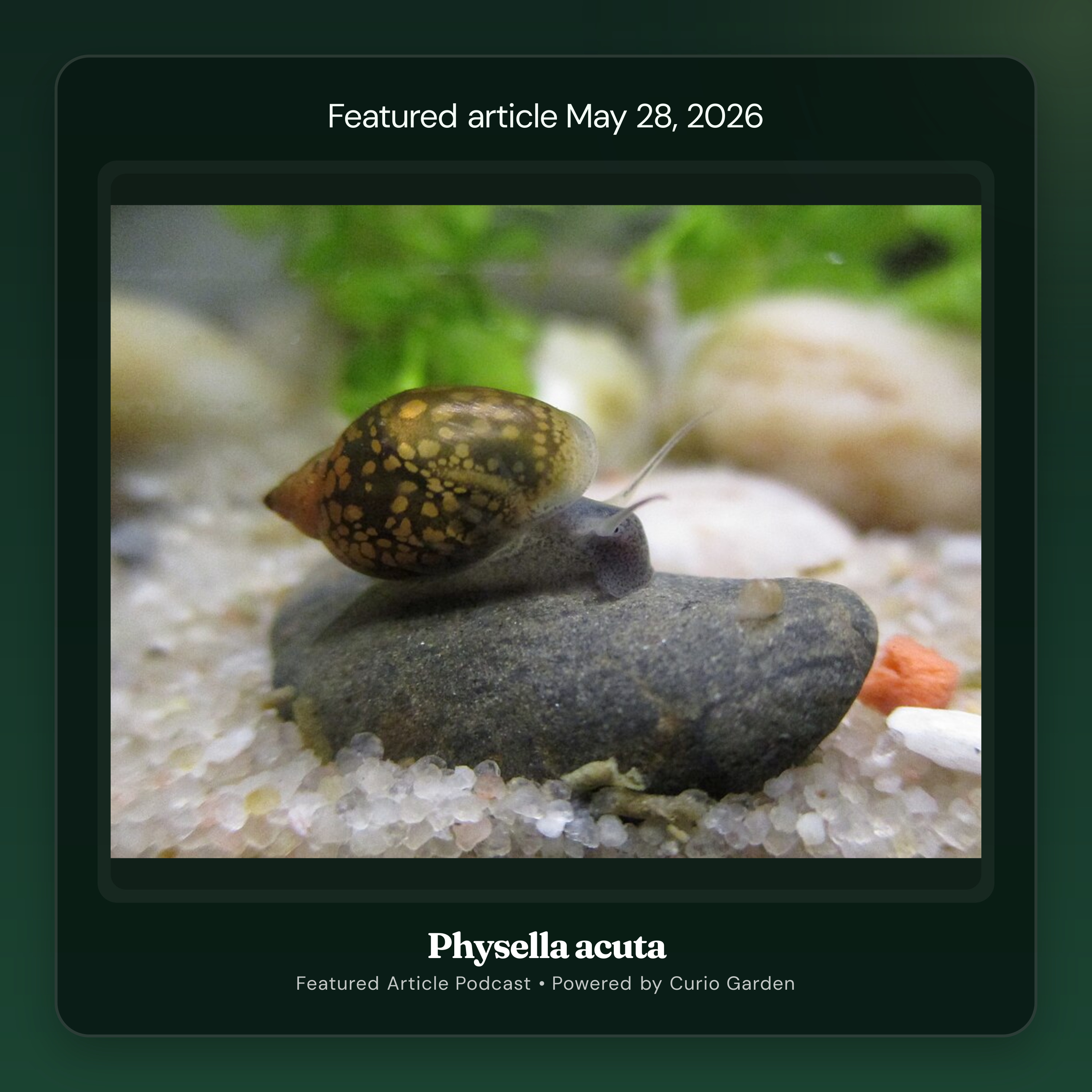 Artwork for Physella acuta