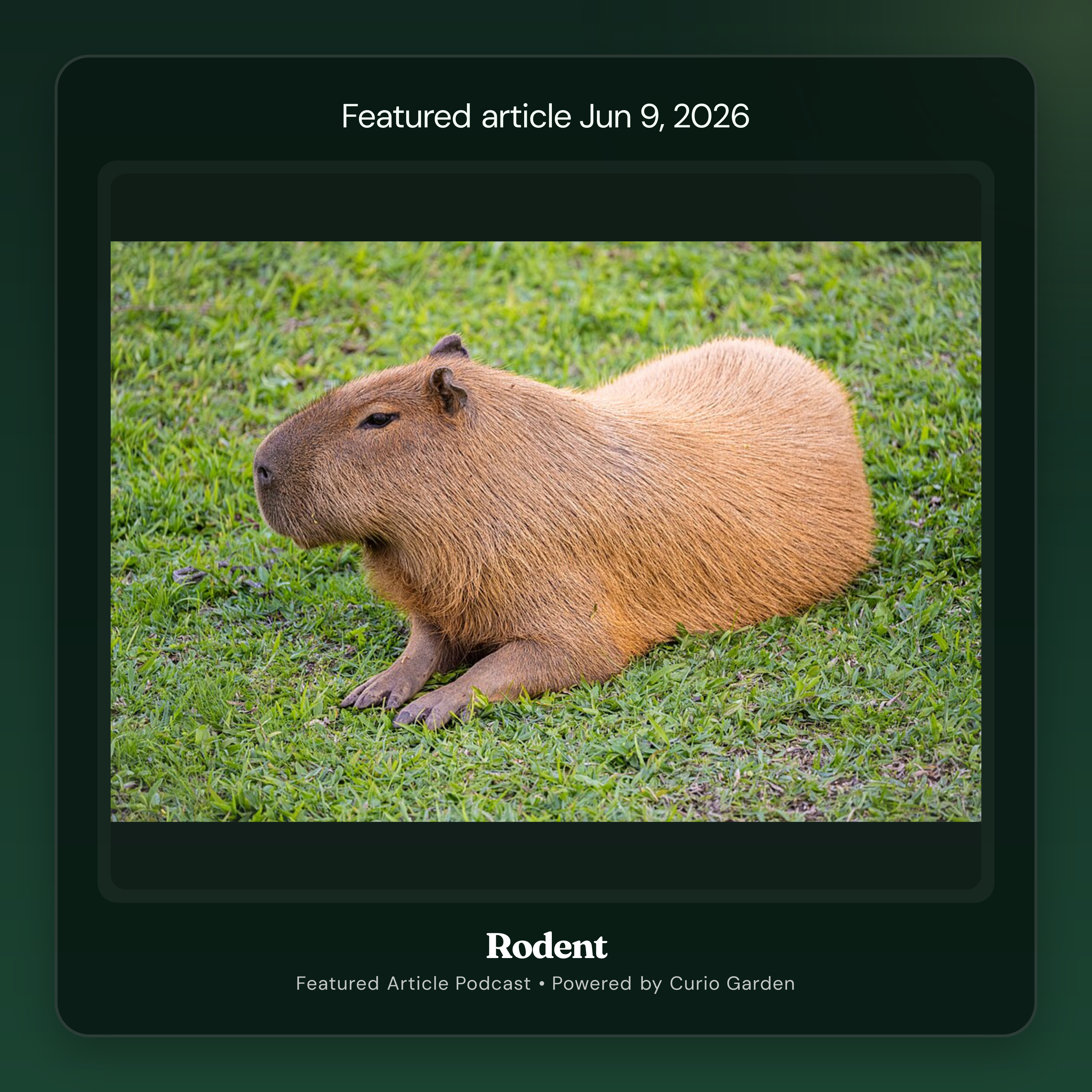 Artwork for Rodent