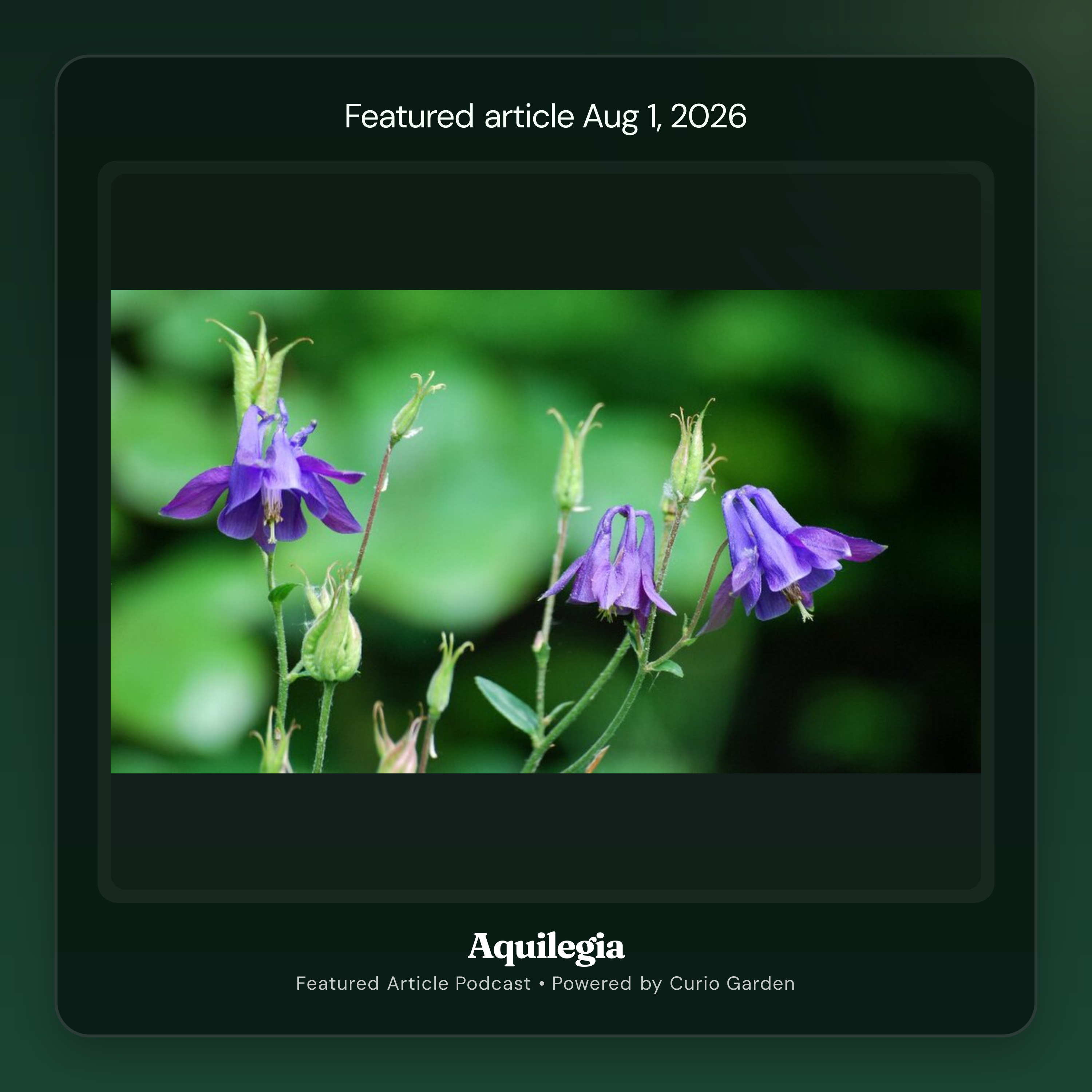 Artwork for Aquilegia
