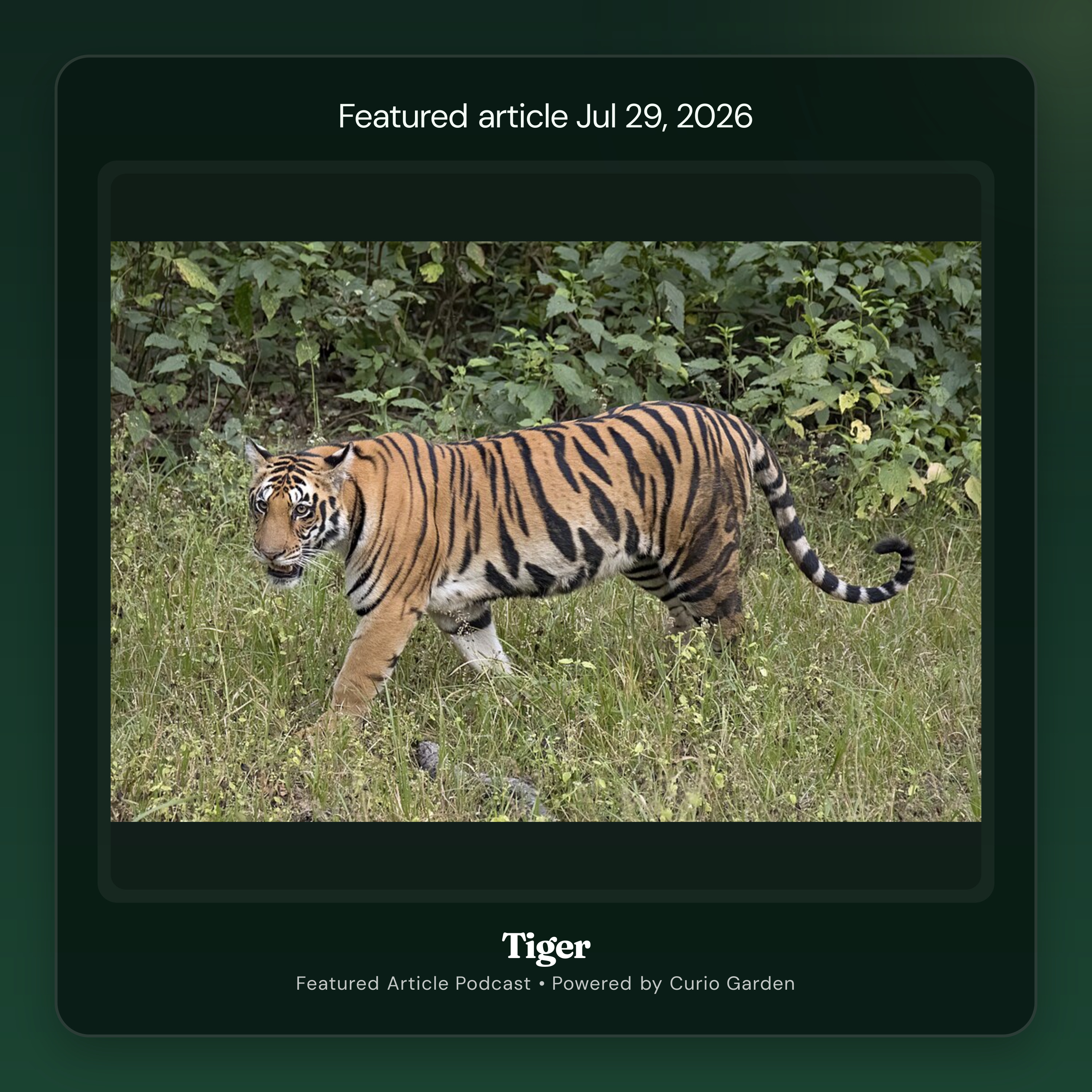 Artwork for Tiger