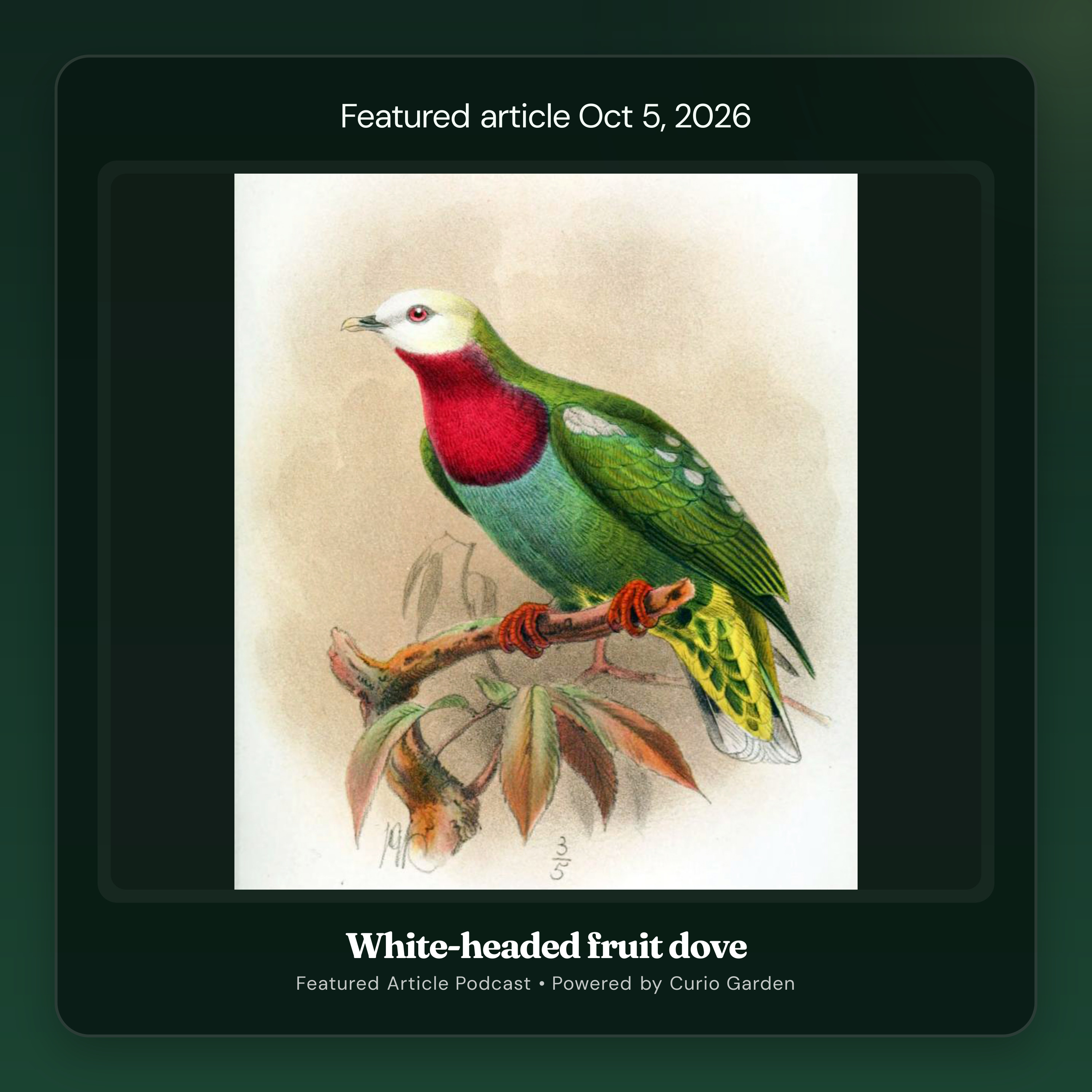 Artwork for White-headed fruit dove
