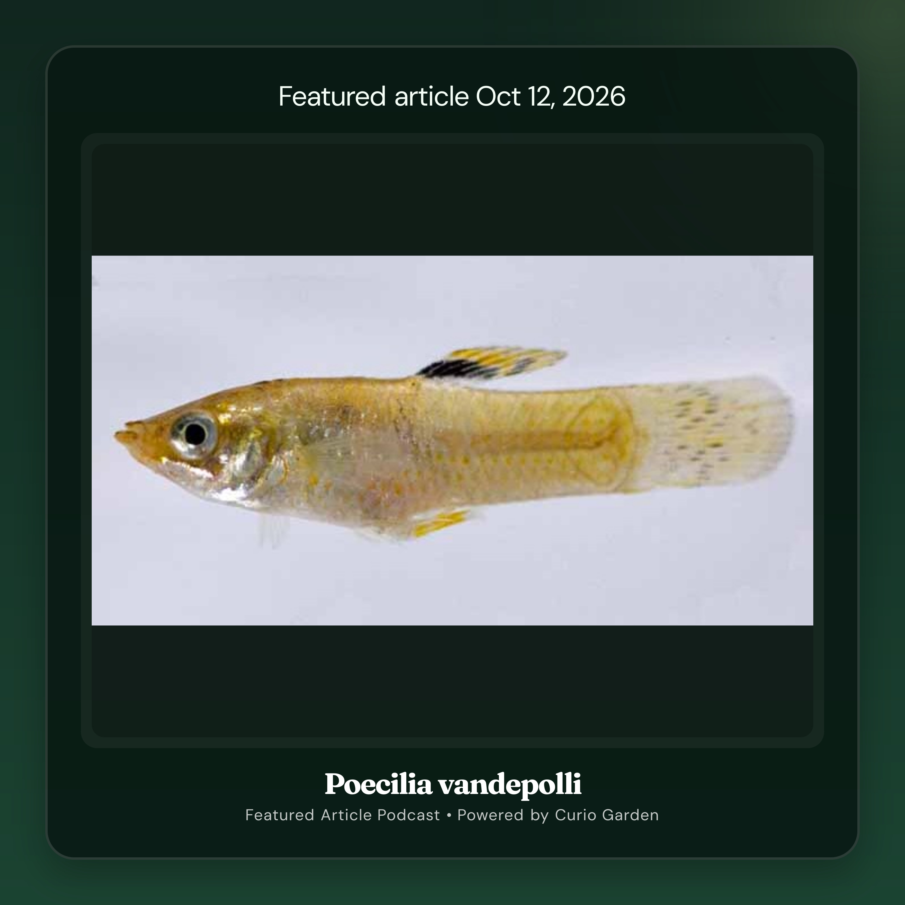 Artwork for Poecilia vandepolli