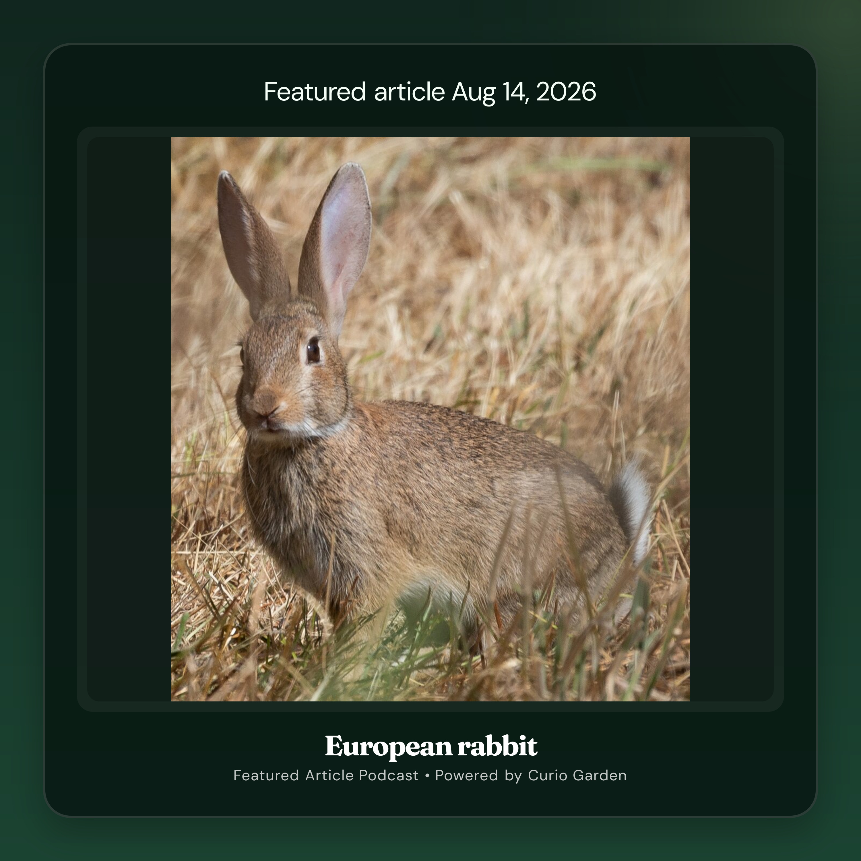 Artwork for European rabbit