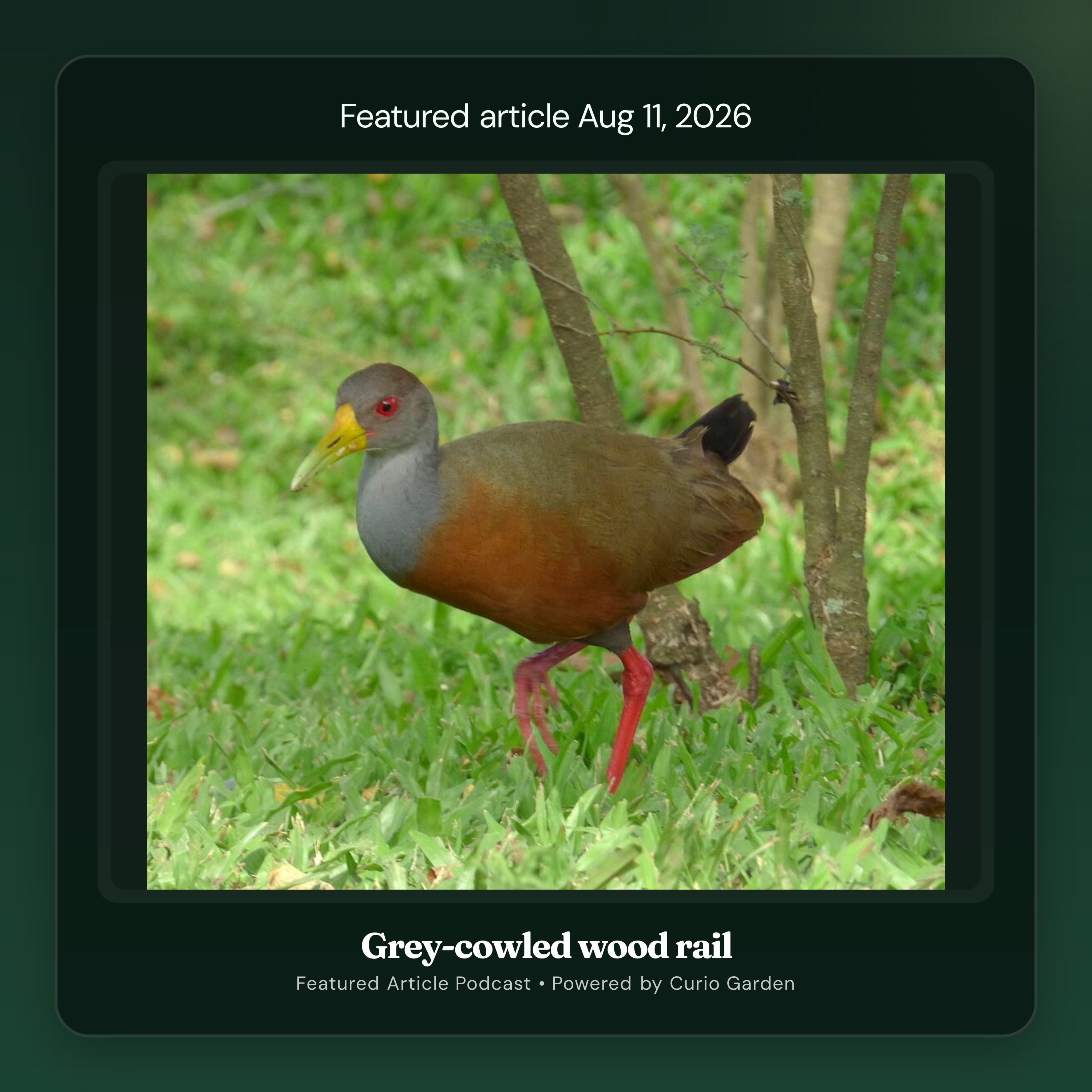 Artwork for Grey-cowled wood rail