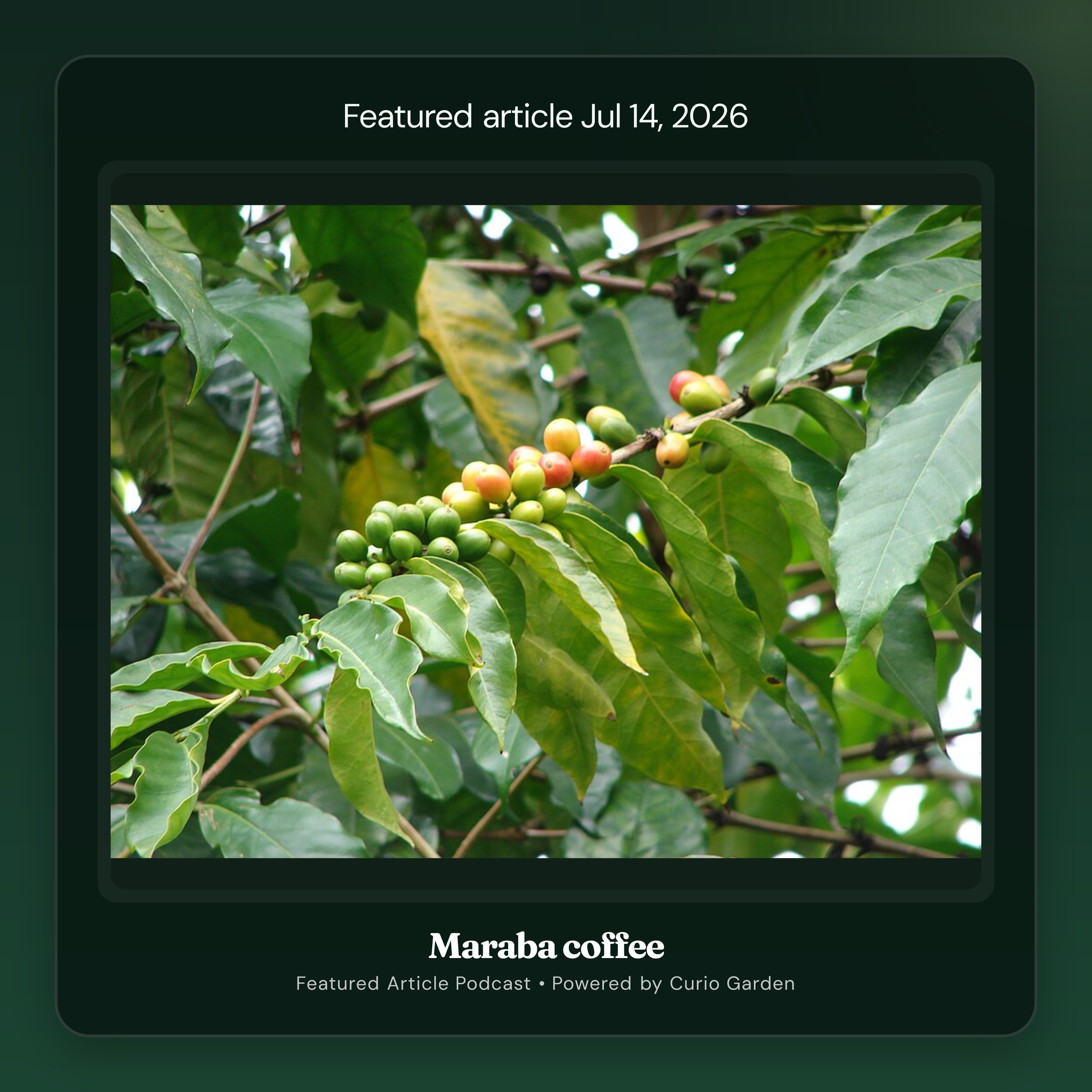 Artwork for Maraba coffee